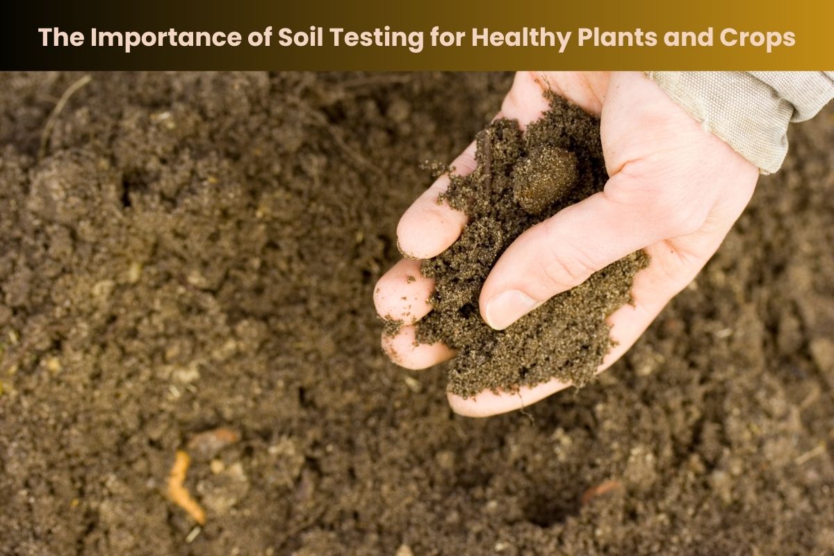 The Importance of Soil Testing for Healthy Plants and Crops